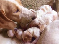 /album/trackingdogs/roz-and-pups-1st-morning-4-2-350x264-jpg/